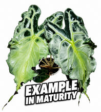 Load image into Gallery viewer, Alocasia “VENOM”