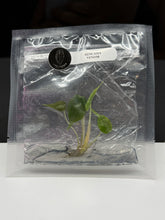 Load image into Gallery viewer, Alocasia “VENOM”
