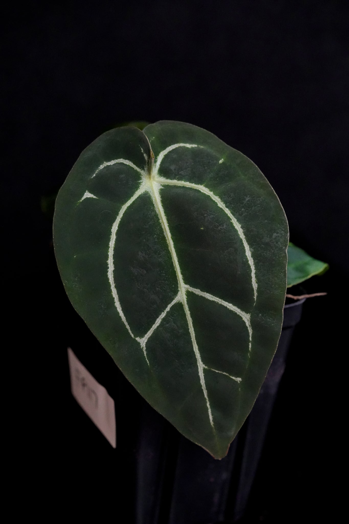 Anthurium Forgetii x Carlablackiae (FP2) FP117 – Fontanimal Plant