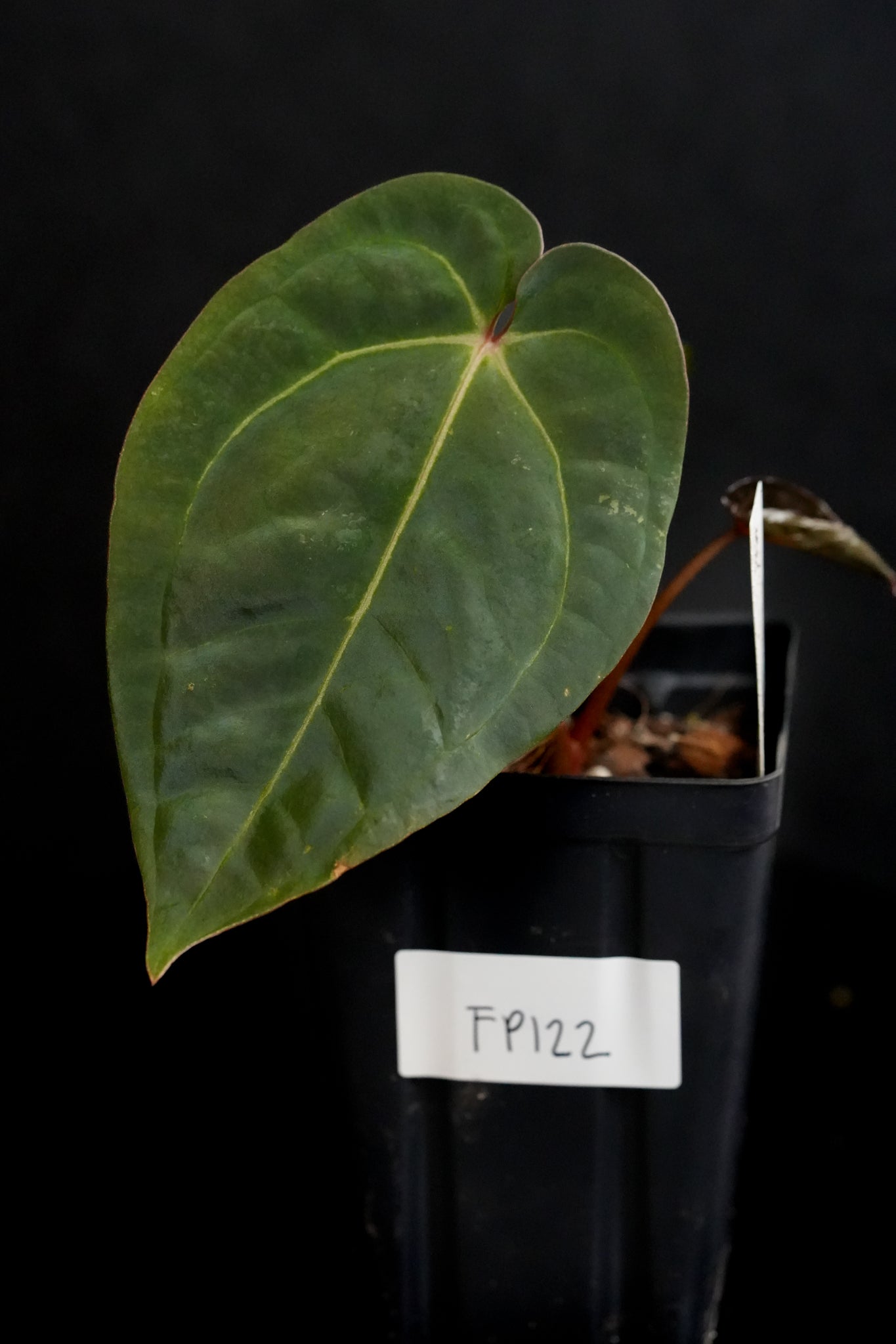 Anthurium Pink Lemonade x BVEP Ra9 Fp122 – Fontanimal Plant House