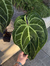 Load image into Gallery viewer, Magnificum 'Fontanianium' silver self  (3 seeds) germinating