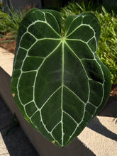 Load image into Gallery viewer, Anthurium Crystallinum *Growers Choice*