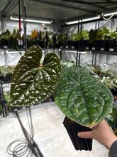 Load image into Gallery viewer, Anthurium Luxurians *Growers Choice*