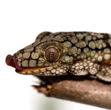 Load image into Gallery viewer, Eurydactylodes villiardi Breeding Pair (1.1 Unrelated)