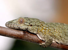 Load image into Gallery viewer, EURYDACTYLODES WHOLESALE (10 PACK) MIXED SPECIES