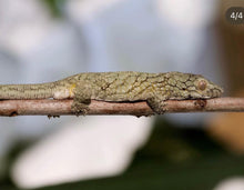 Load image into Gallery viewer, EURYDACTYLODES WHOLESALE (10 PACK) MIXED SPECIES