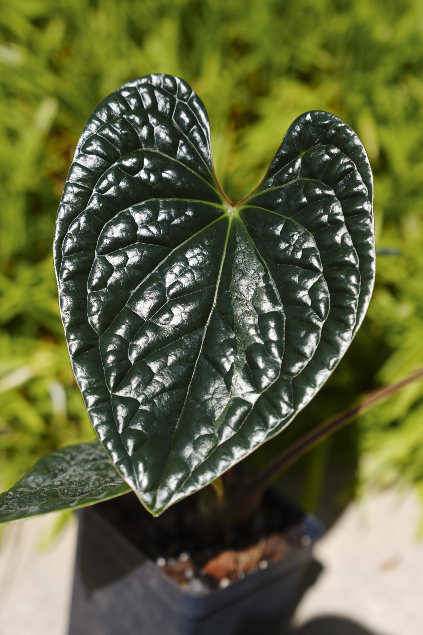 高さ47cm程 安心の大株 Anthurium Luxurians ハイブリッド Anthurium Luxurians *Growers Choice* – Fontanimal Plant House