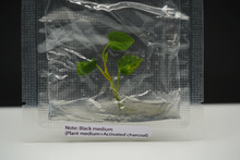 Load image into Gallery viewer, Anthurium Magnificum Variegated x Anthurium Papillilaminum Variegated (1 item/bag) Tissue Culture Gowers Choice