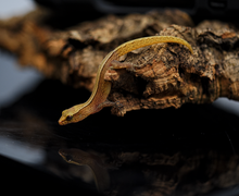 Load image into Gallery viewer, Dierogekko nehoueensis Gecko