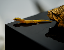 Load image into Gallery viewer, Dierogekko nehoueensis Gecko