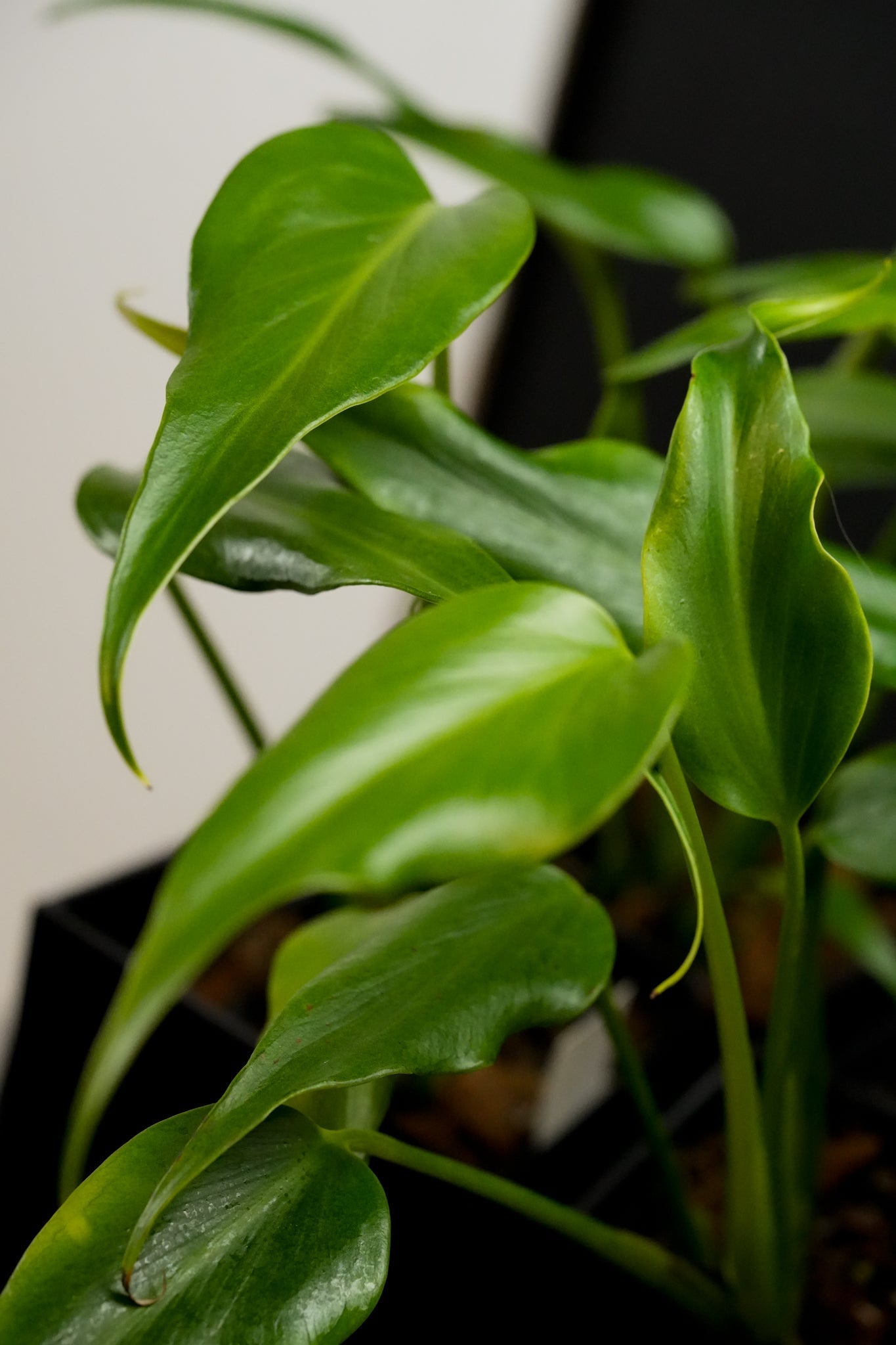 News  Fontanimal Plant House