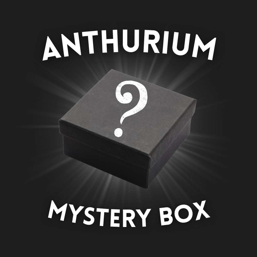 Anthurium Mystery Box