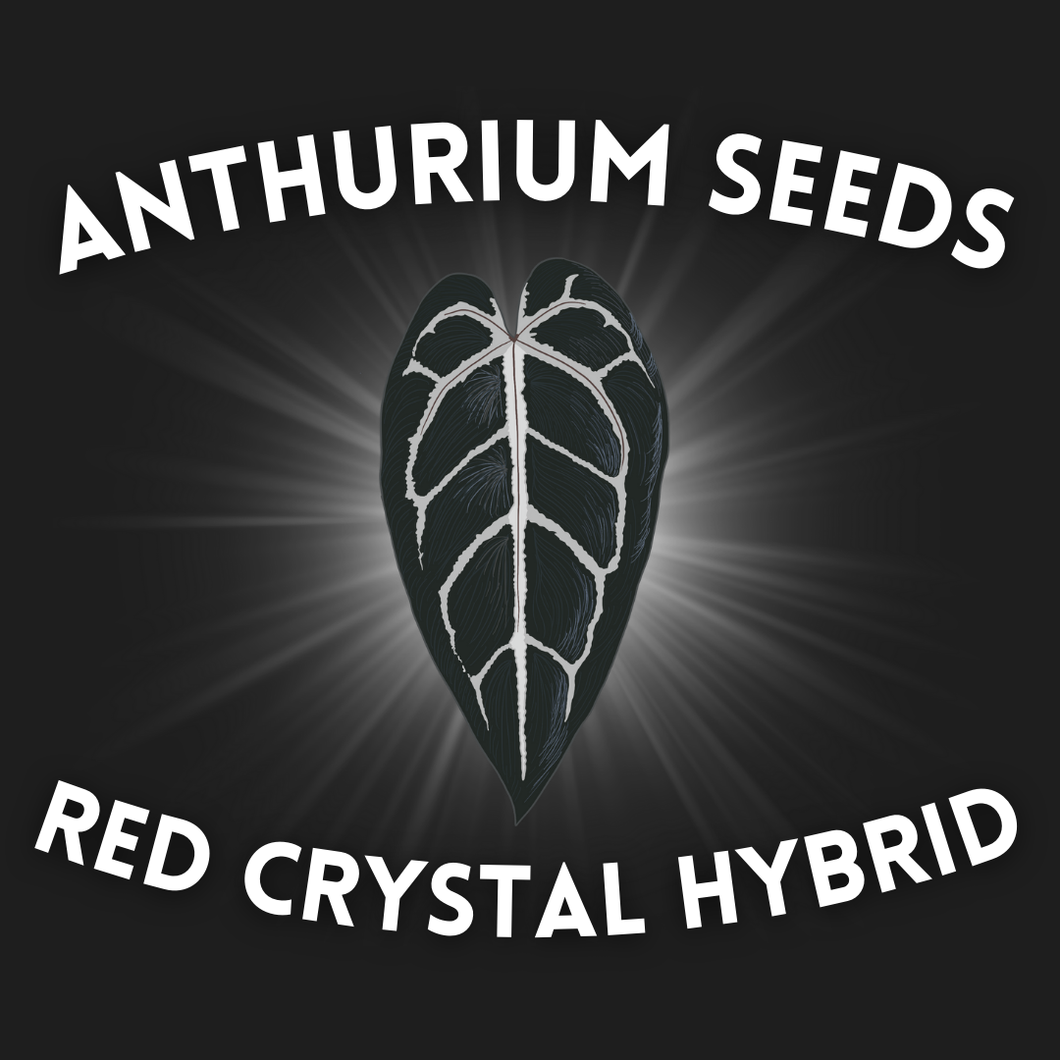 Anthurium Red Crystal Hybrid Seeds