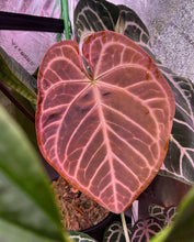 Load image into Gallery viewer, Anthurium Pink Lemonade F1 Fp134
