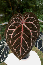 Load image into Gallery viewer, Anthurium Red Crystal Premium x Lavender Haze Seeds
