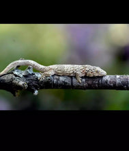 Load image into Gallery viewer, EURYDACTYLODES WHOLESALE
