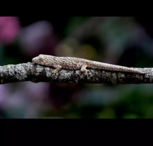 Load image into Gallery viewer, EURYDACTYLODES WHOLESALE
