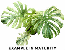 Load image into Gallery viewer, Monstera “White Monster”
