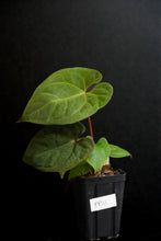 Load image into Gallery viewer, Anthurium Dark Phoenix x self Fp111
