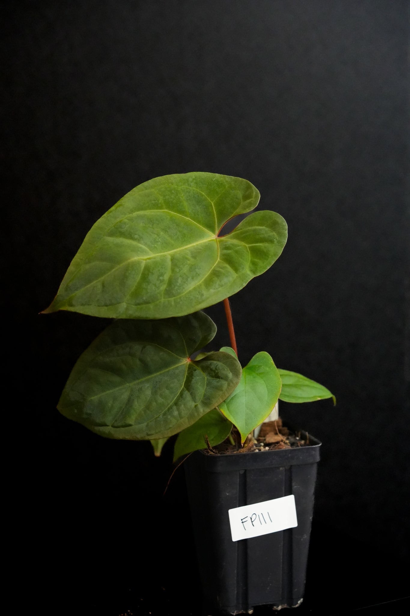 Anthurium Dark Phoenix x self Fp111 – Fontanimal Plant House