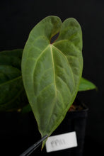 Load image into Gallery viewer, Anthurium Dark Phoenix x self Fp111
