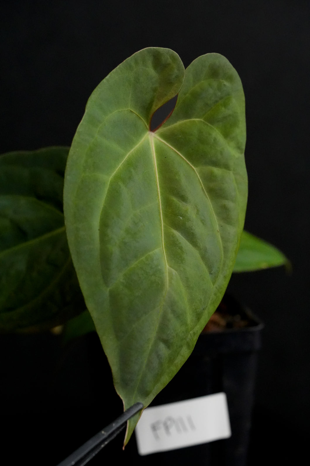 Anthurium Dark Phoenix x self Fp111