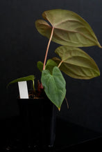 Load image into Gallery viewer, Anthurium Dark Phoenix x self Fp111
