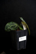 Load image into Gallery viewer, Anthurium Forgetii x Carlablackiae (FP2) FP117
