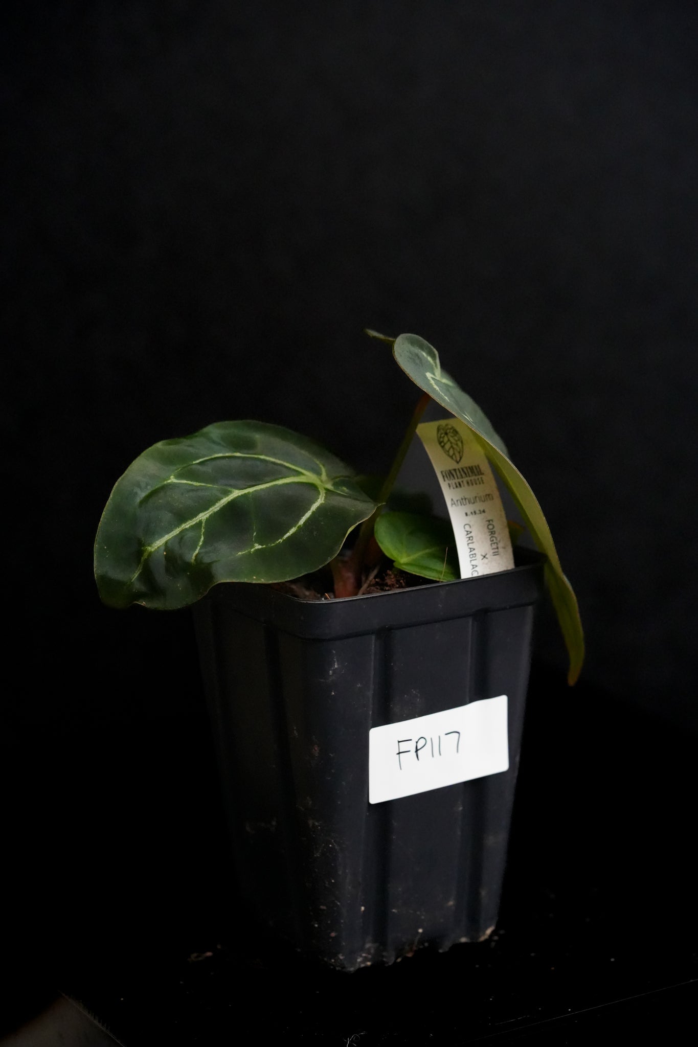 Anthurium Forgetii x Carlablackiae (FP2) FP117 – Fontanimal Plant