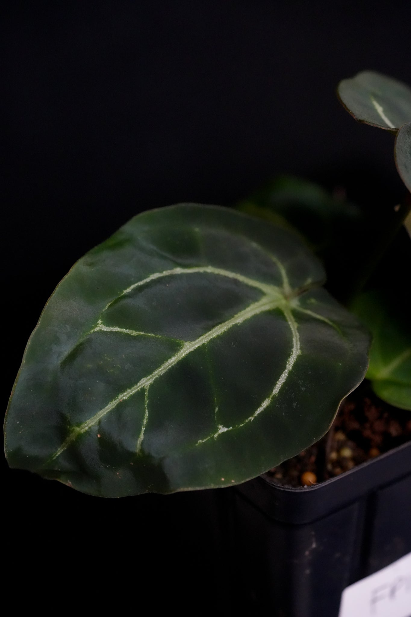 Anthurium Forgetii x Carlablackiae (FP2) FP117 – Fontanimal Plant