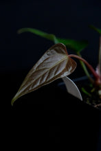 Load image into Gallery viewer, Anthurium &quot;Funky Dark Mama&quot; x Portillae &quot;Dorito&quot; FP121
