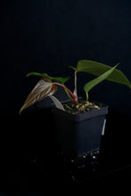 Load image into Gallery viewer, Anthurium &quot;Funky Dark Mama&quot; x Portillae &quot;Dorito&quot; FP121
