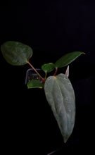 Load image into Gallery viewer, Anthurium Mr. Worldwide x Open Pollen Fp129
