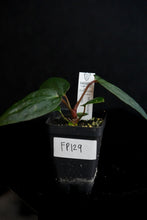 Load image into Gallery viewer, Anthurium Mr. Worldwide x Open Pollen Fp129
