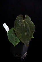 Load image into Gallery viewer, Anthurium Forgetii x Dressleri Fp2 (Windy) Fp130
