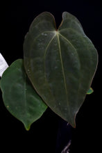 Load image into Gallery viewer, Anthurium Forgetii x Dressleri Fp2 (Windy) Fp130
