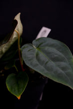 Load image into Gallery viewer, Anthurium Forgetii x Dressleri Fp2 (Windy) Fp130
