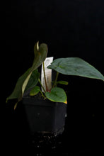 Load image into Gallery viewer, Anthurium Forgetii x Dressleri Fp2 (Windy) Fp130
