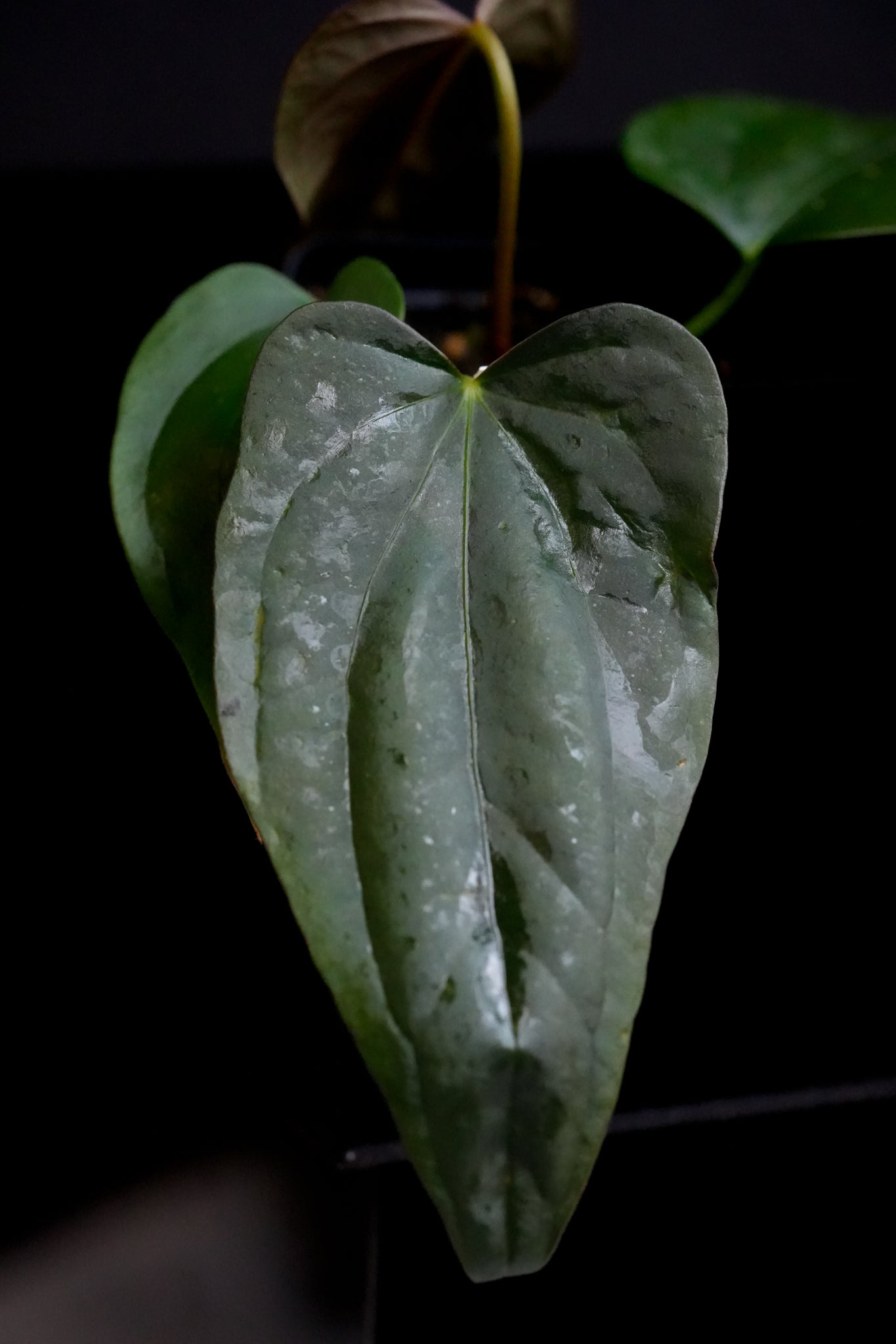 Anthurium Ree Gardens Portillae x Dressleri Fp2 Fp132
