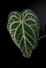 Load image into Gallery viewer, Anthurium &quot;Funky Dark Mama&quot; x Pink Lemonade *Growers Choice*
