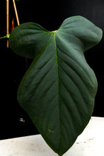 Load image into Gallery viewer, Anthurium &quot;Funky Dark Mama&quot; x Pink Lemonade *Growers Choice*
