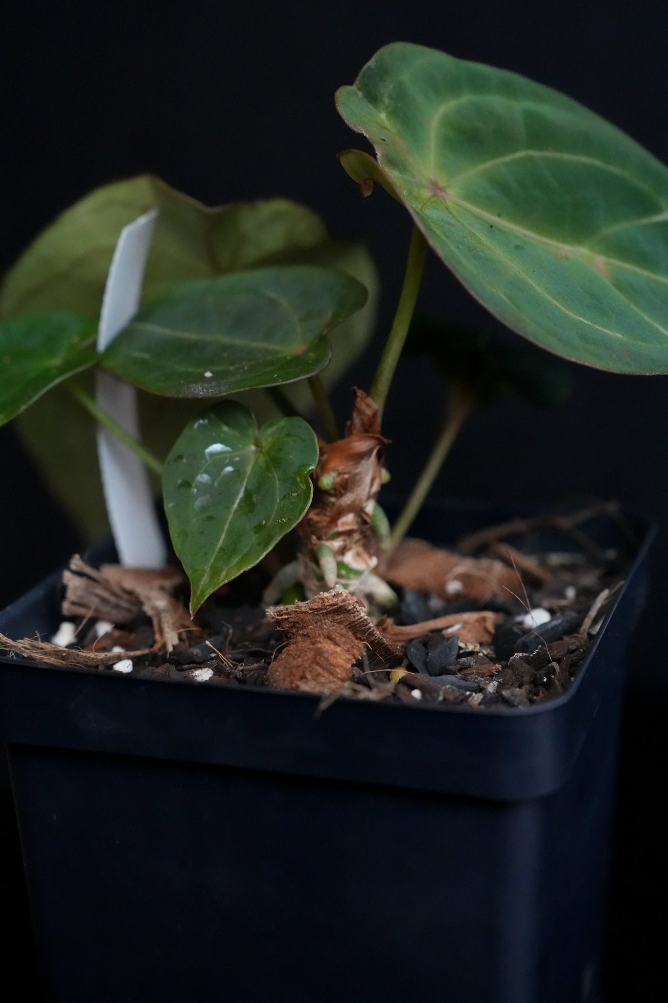 Anthurium Red Spider x Self Fp201 – Fontanimal Plant House