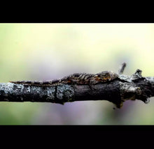 Load image into Gallery viewer, EURYDACTYLODES WHOLESALE
