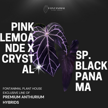 Load image into Gallery viewer, Anthurium Pink Lemonade/Crystallinum X Sp Black Panama Seeds
