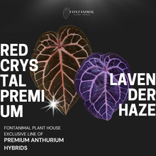 Load image into Gallery viewer, Anthurium Red Crystal Premium x Lavender Haze Seeds
