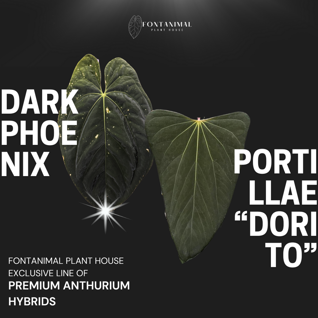 Anthurium Dark Phoenix X Portillae 