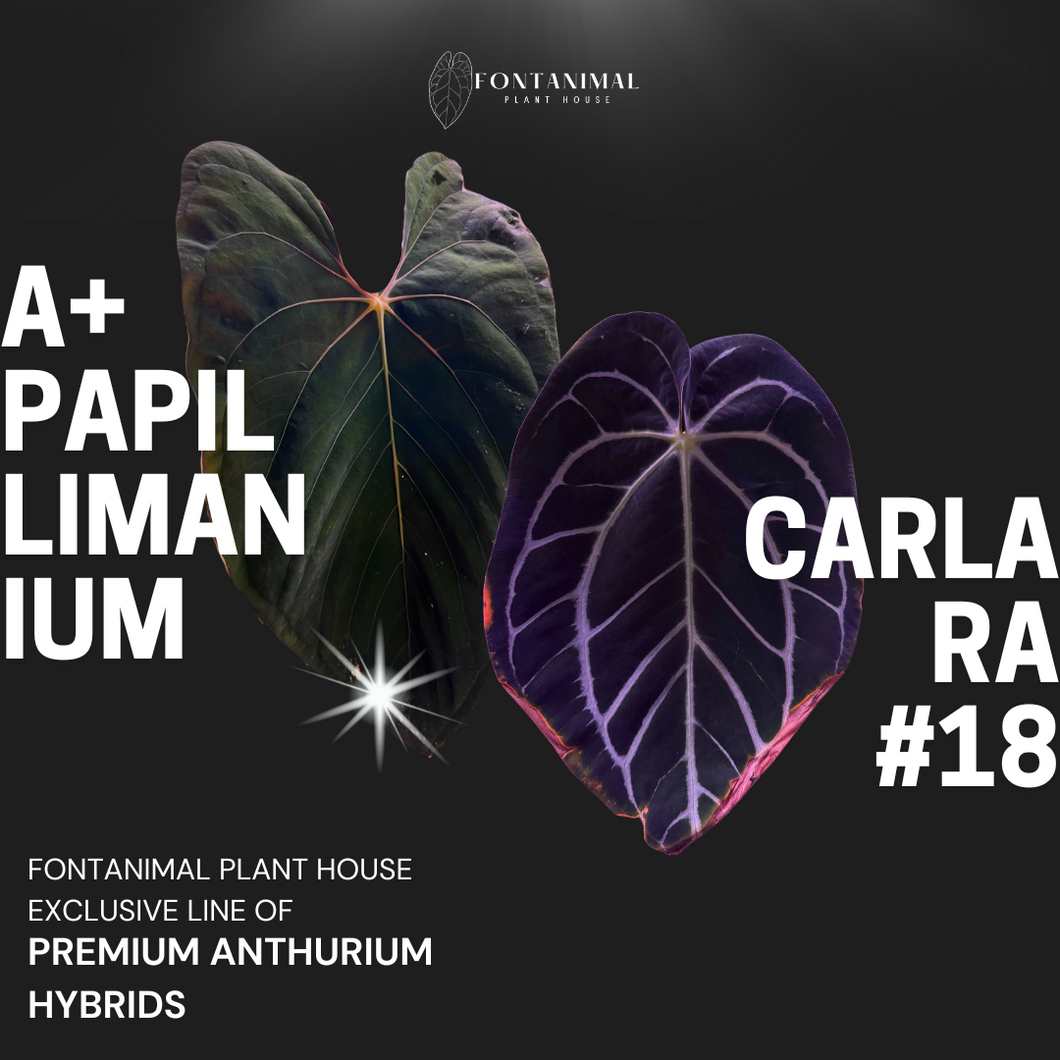 Anthurium A+ Papillimanium x Carlablackiae Ra#18 Seeds