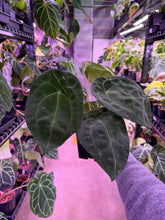 Load image into Gallery viewer, Anthurium Forgetii *GROWERS CHOICE*
