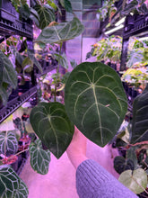 Load image into Gallery viewer, Anthurium Forgetii *GROWERS CHOICE*
