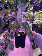 Load image into Gallery viewer, Anthurium Forgetii *GROWERS CHOICE*

